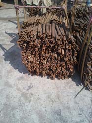 CHINESE CASSIA